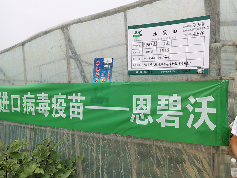 河北保定市肅寧西紅柿病毒病