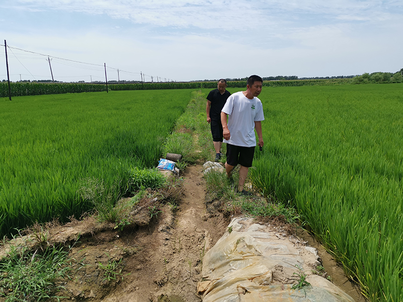遼寧沈陽(yáng)新民水稻